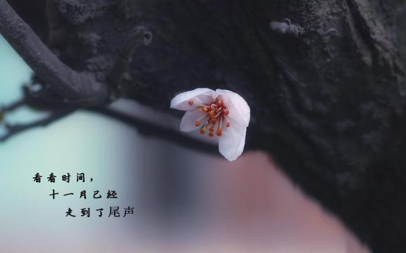 十一月再见,迎接十二月