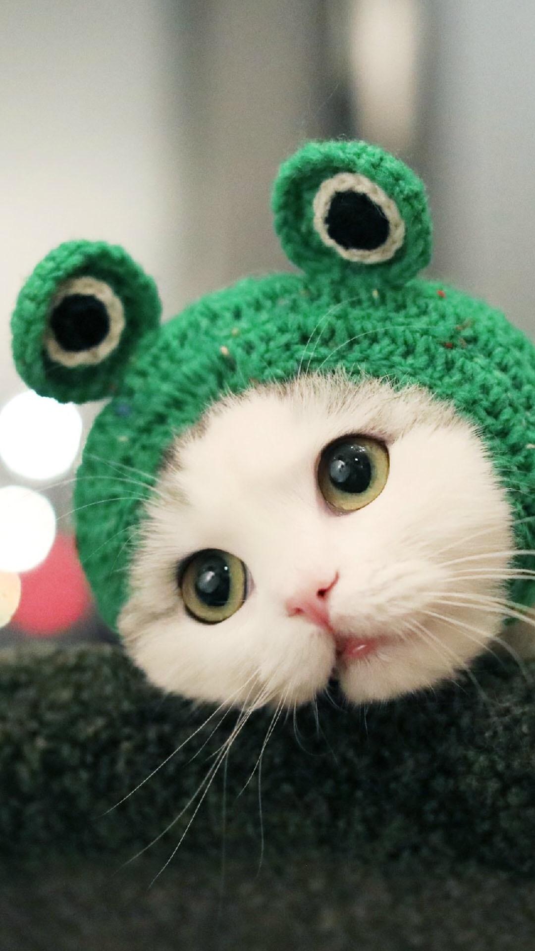 超级可爱的小猫咪