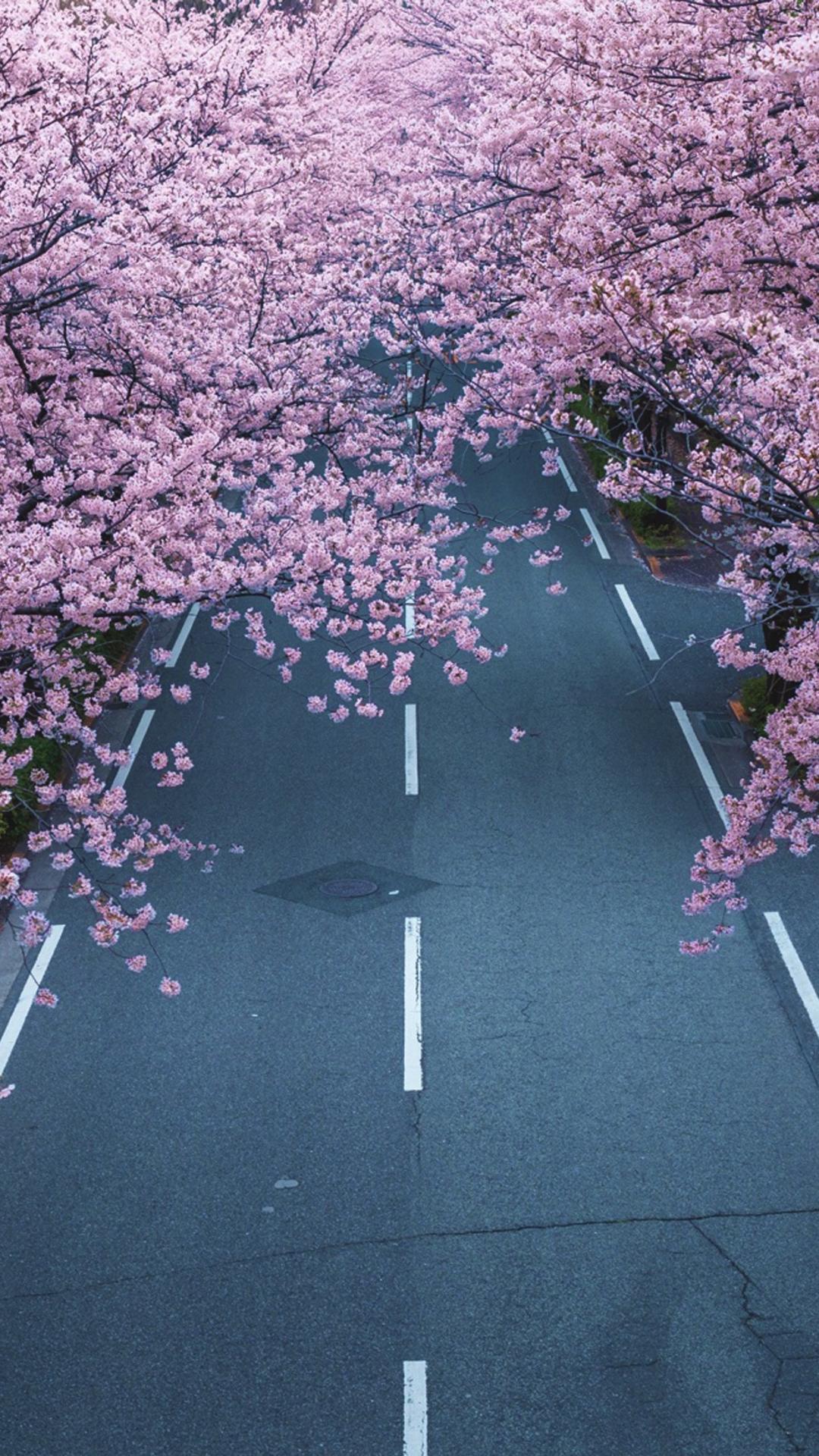梦幻的樱花世界