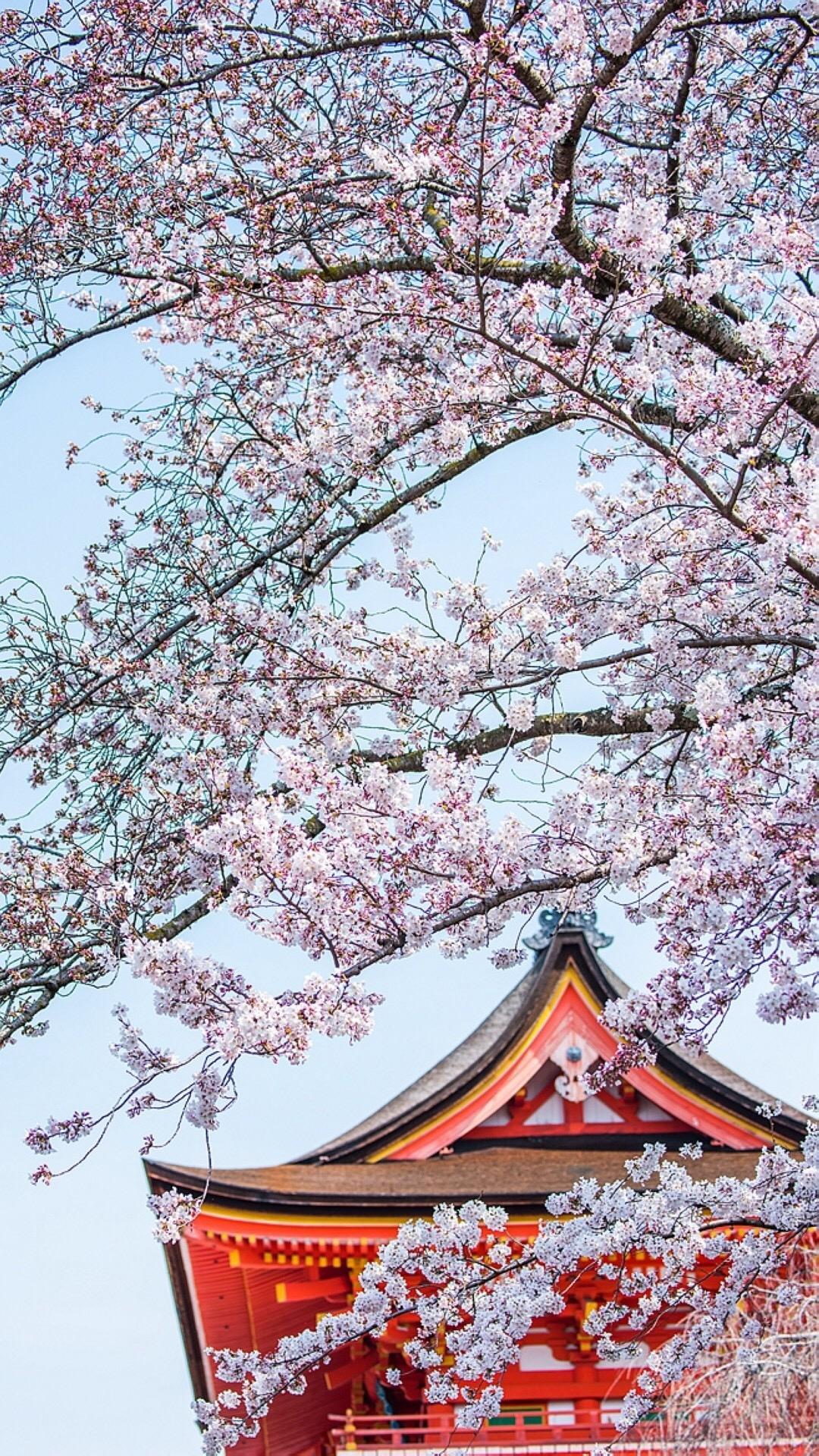 与你的唯美樱花世界