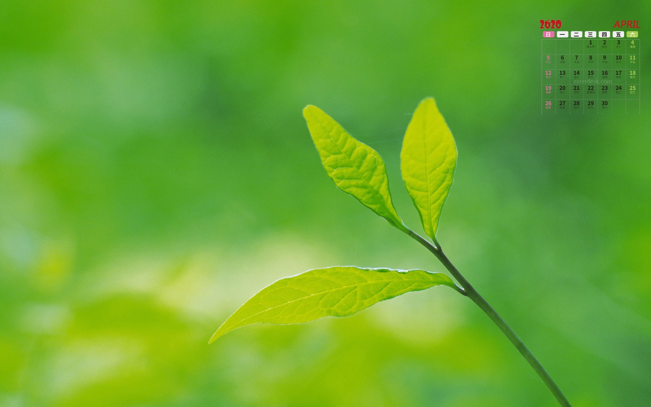 2020年4月护眼绿色植物小清新写真日历