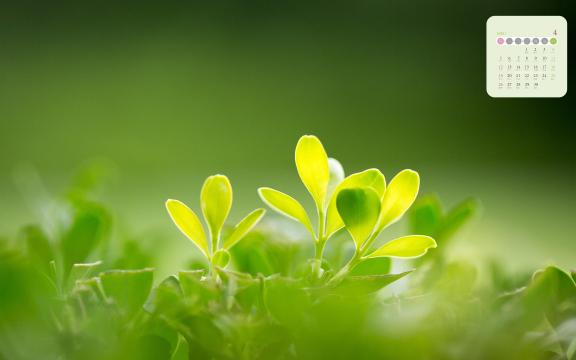2020年4月护眼绿色植物小清新写真日历