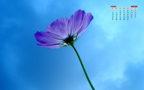 2020年1月微距下的唯美花朵写真日历