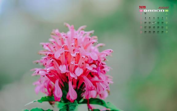 2020年8月小清新花朵写真日历