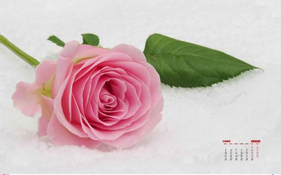 2020年2月灿烂花朵日历