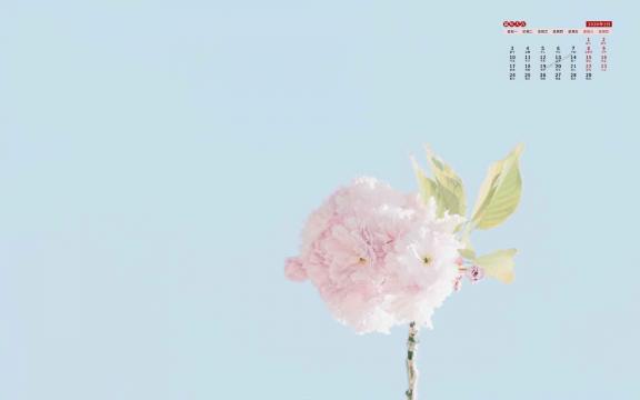 2020年2月灿烂花朵日历