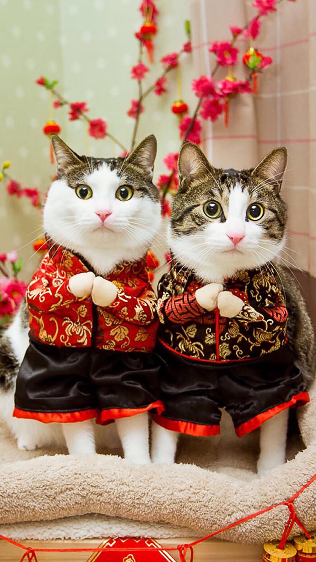 萌宠猫咪唐装拜年
