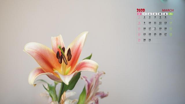 2020年3月小清新又唯美的花朵写真日历