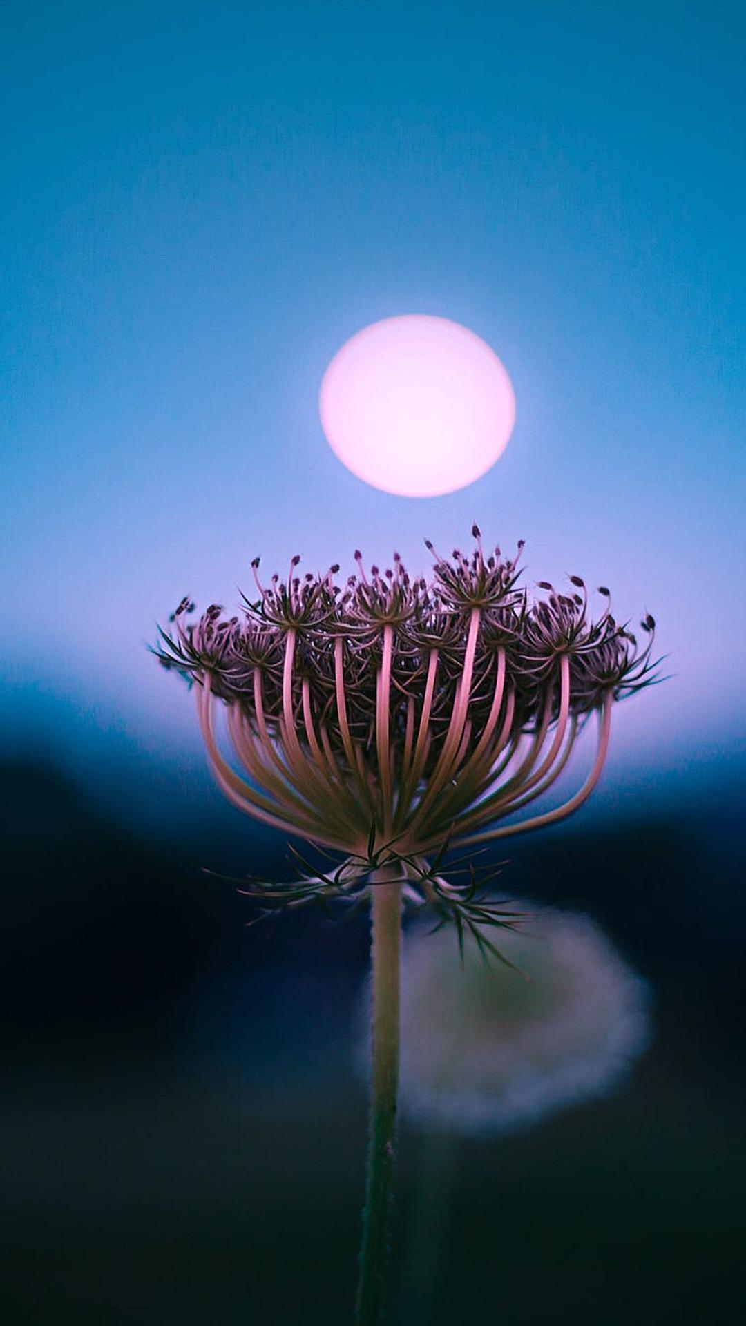 月光下的花花世界