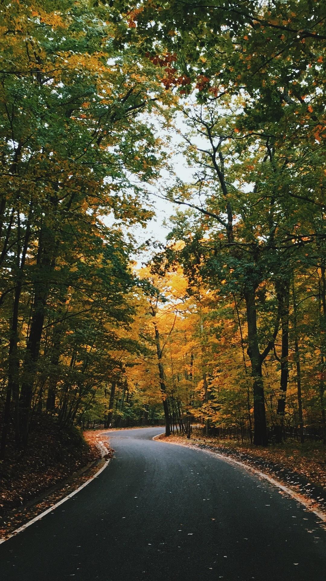 林荫下的道路