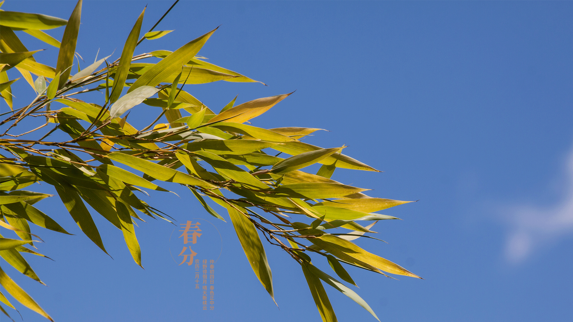 春暖到,春分时节来