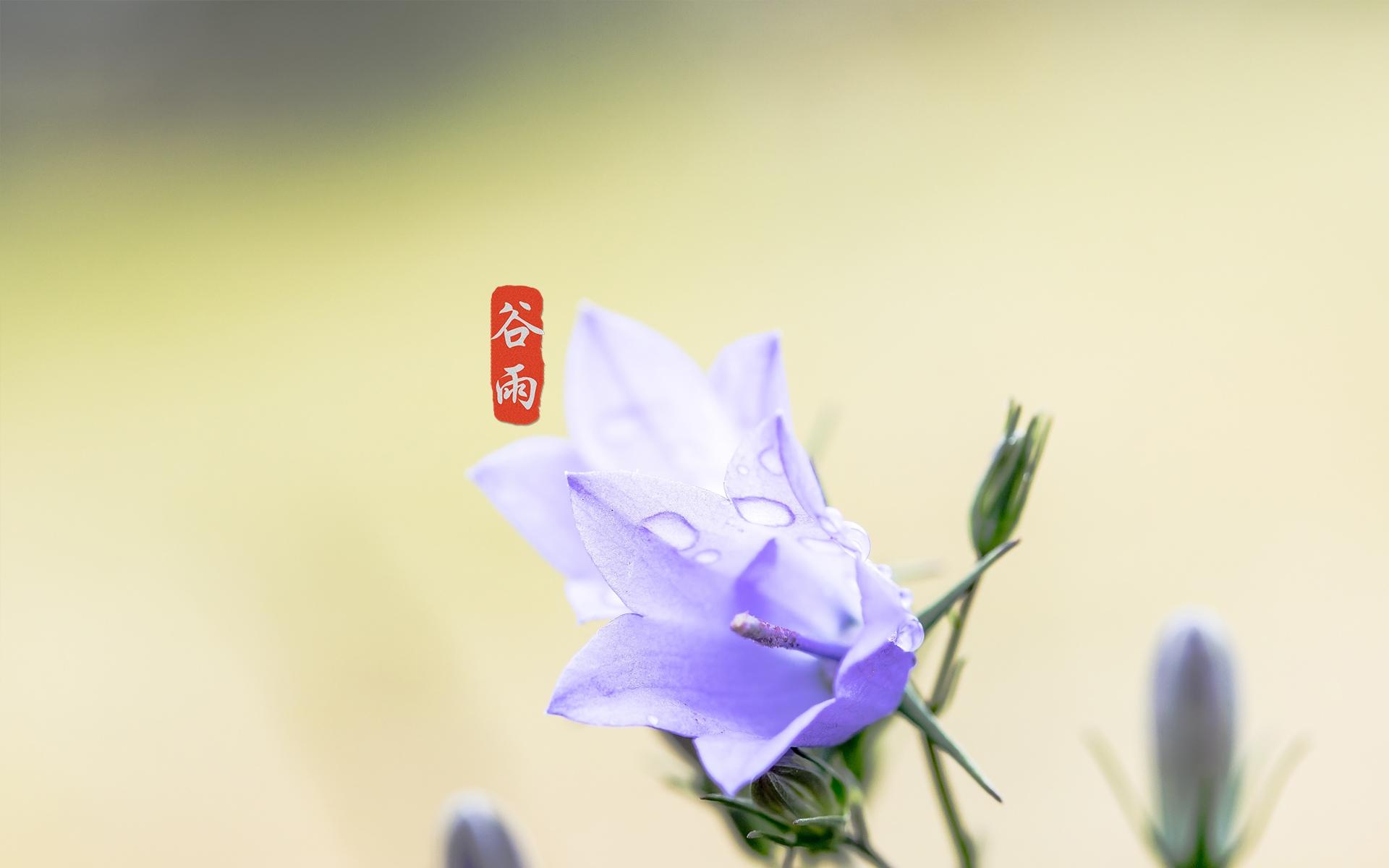 清新脱俗,谷雨到