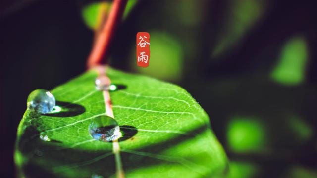 谷雨时节,绵绵细雨