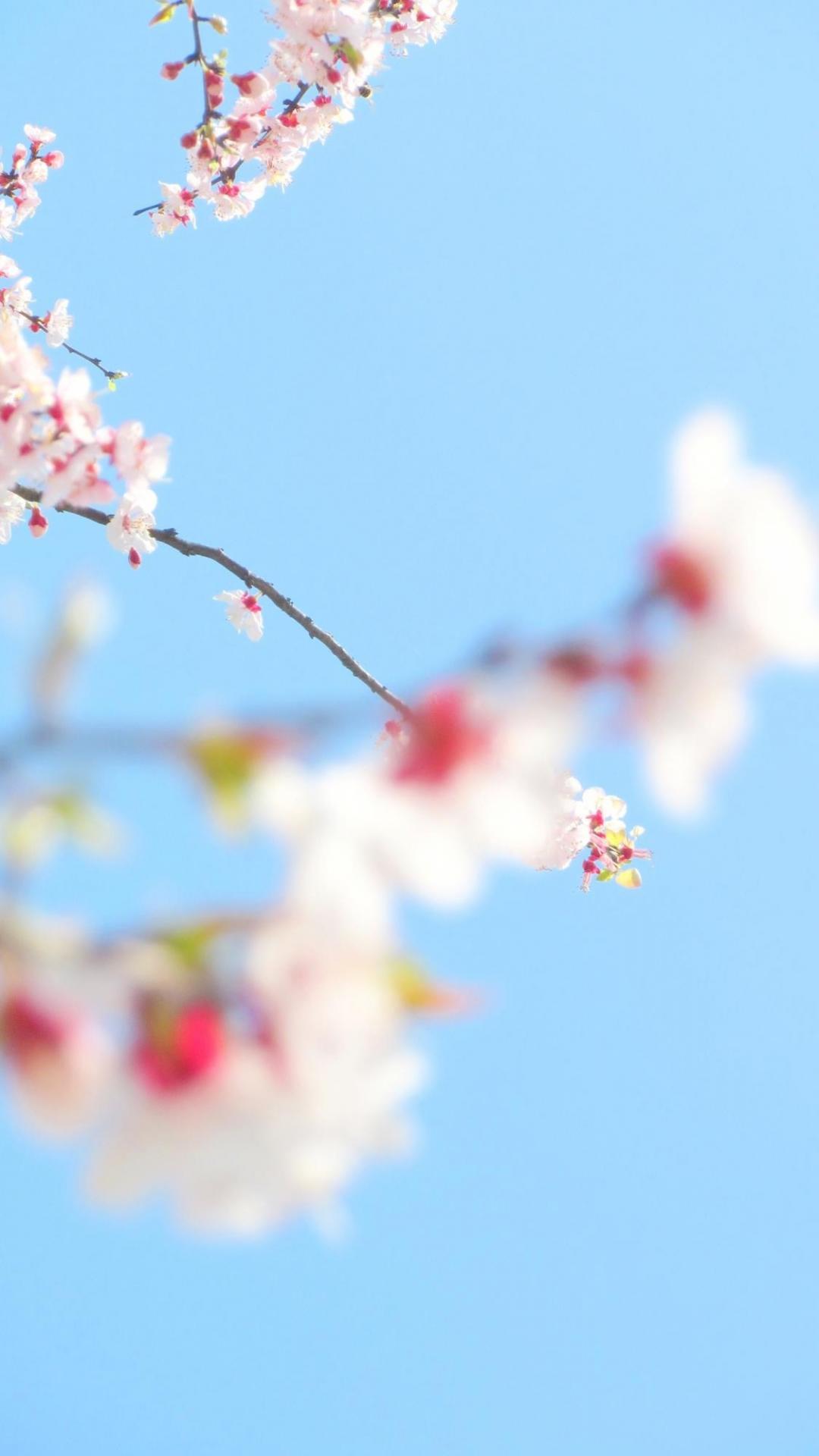 三月清新淡雅桃花季