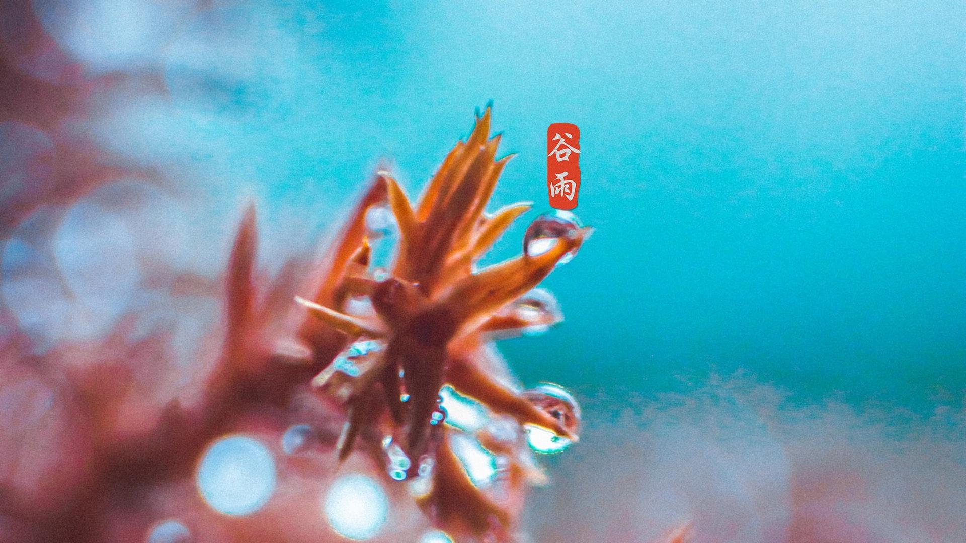 谷雨谷雨,雨水多了