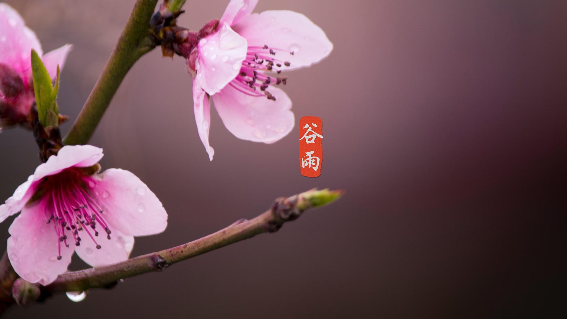 唯美小清新24节气谷雨