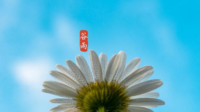 唯美小清新24节气谷雨