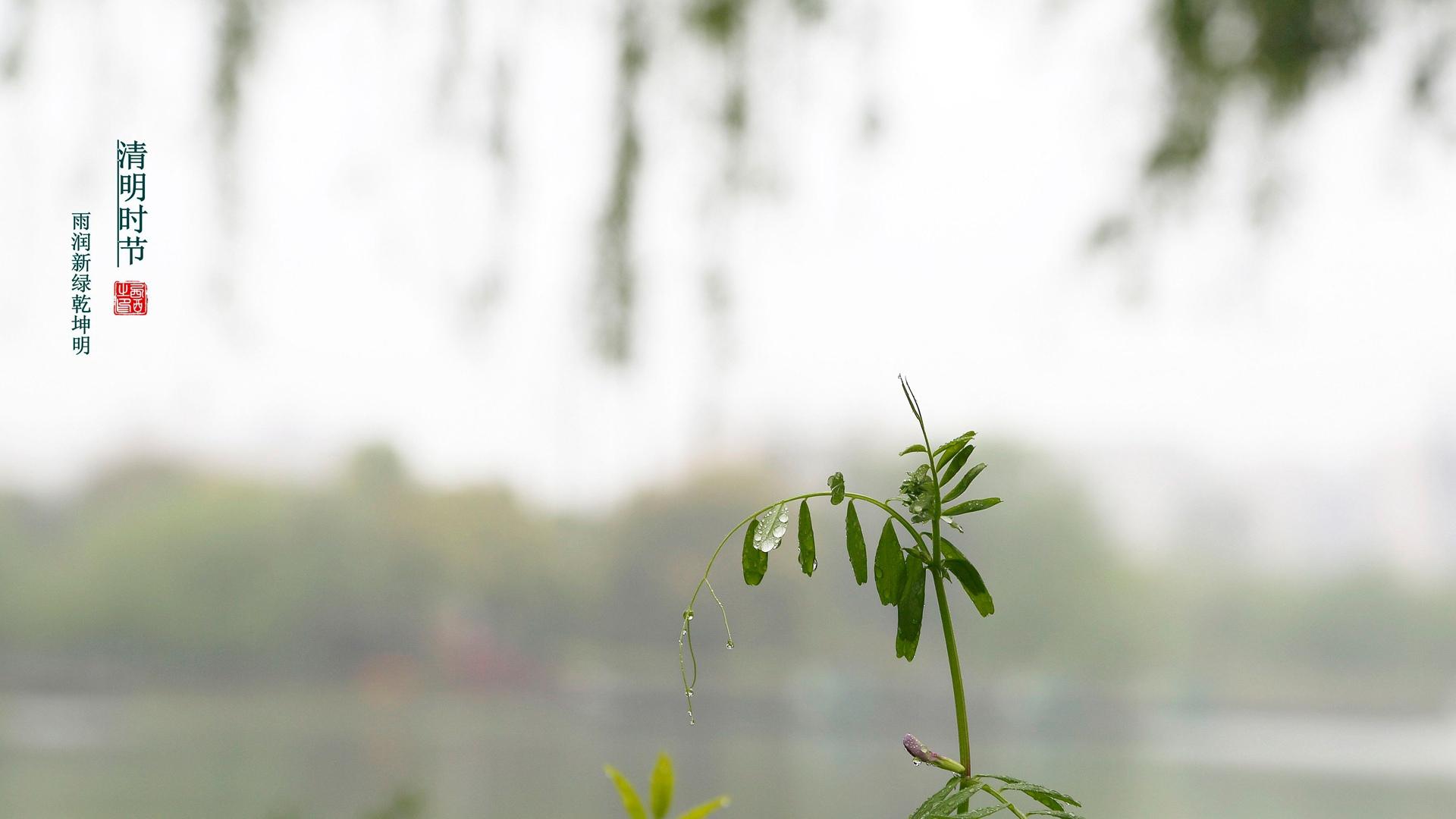 小清新24时节清明节到来了