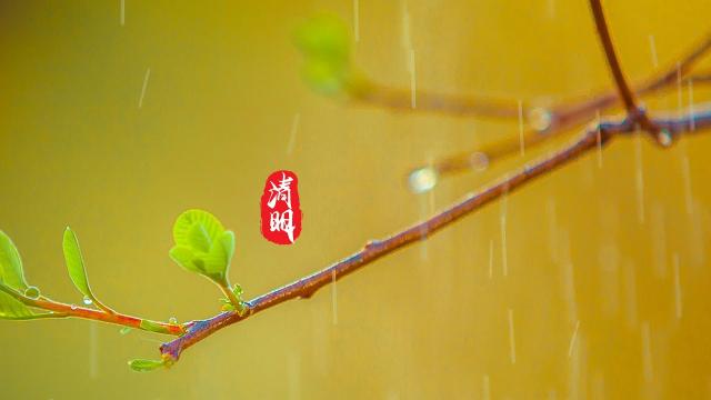 小清新24时节清明节到来了