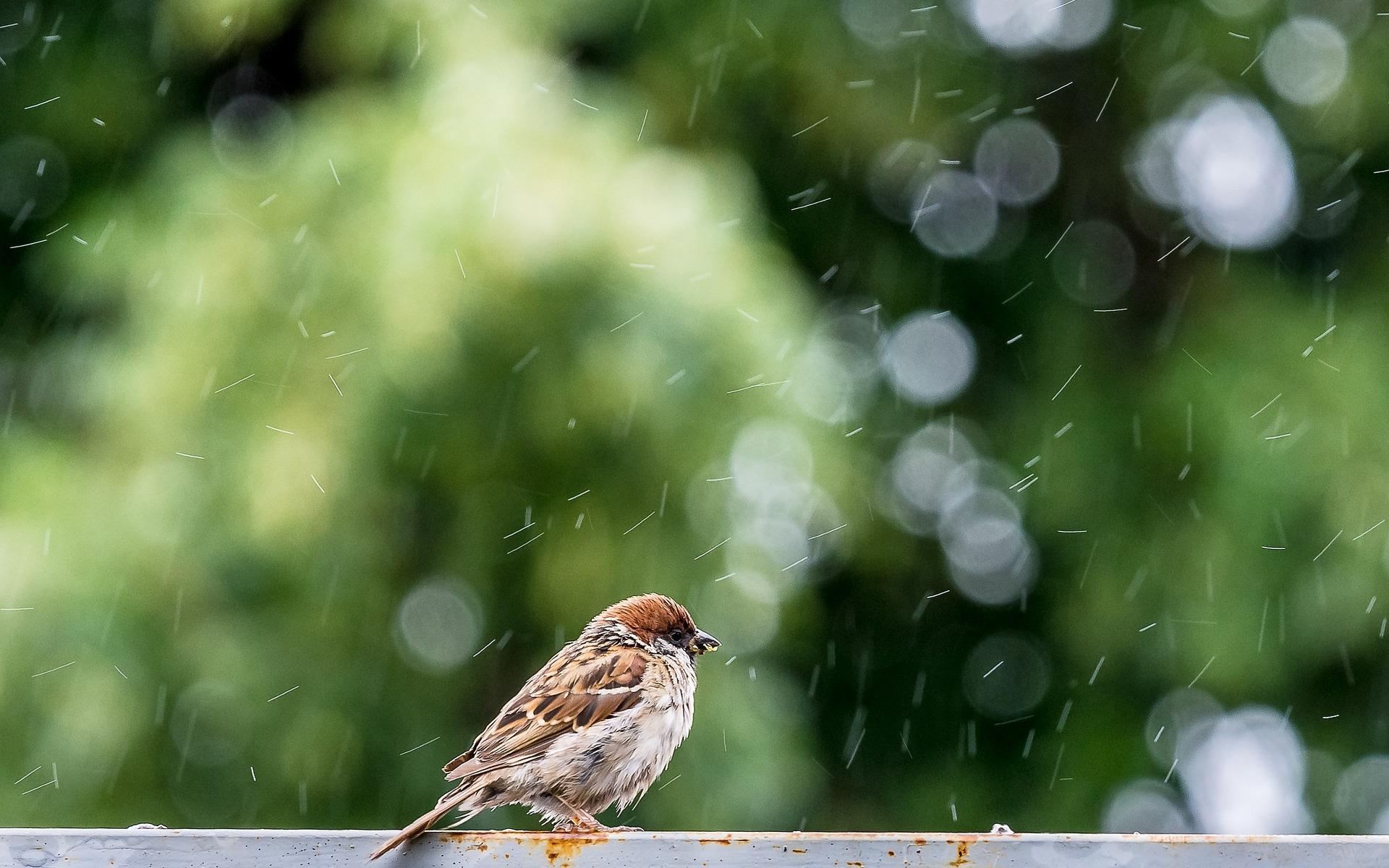 细雨纷纷话清明