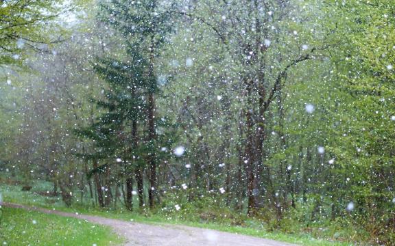 细雨纷纷话清明
