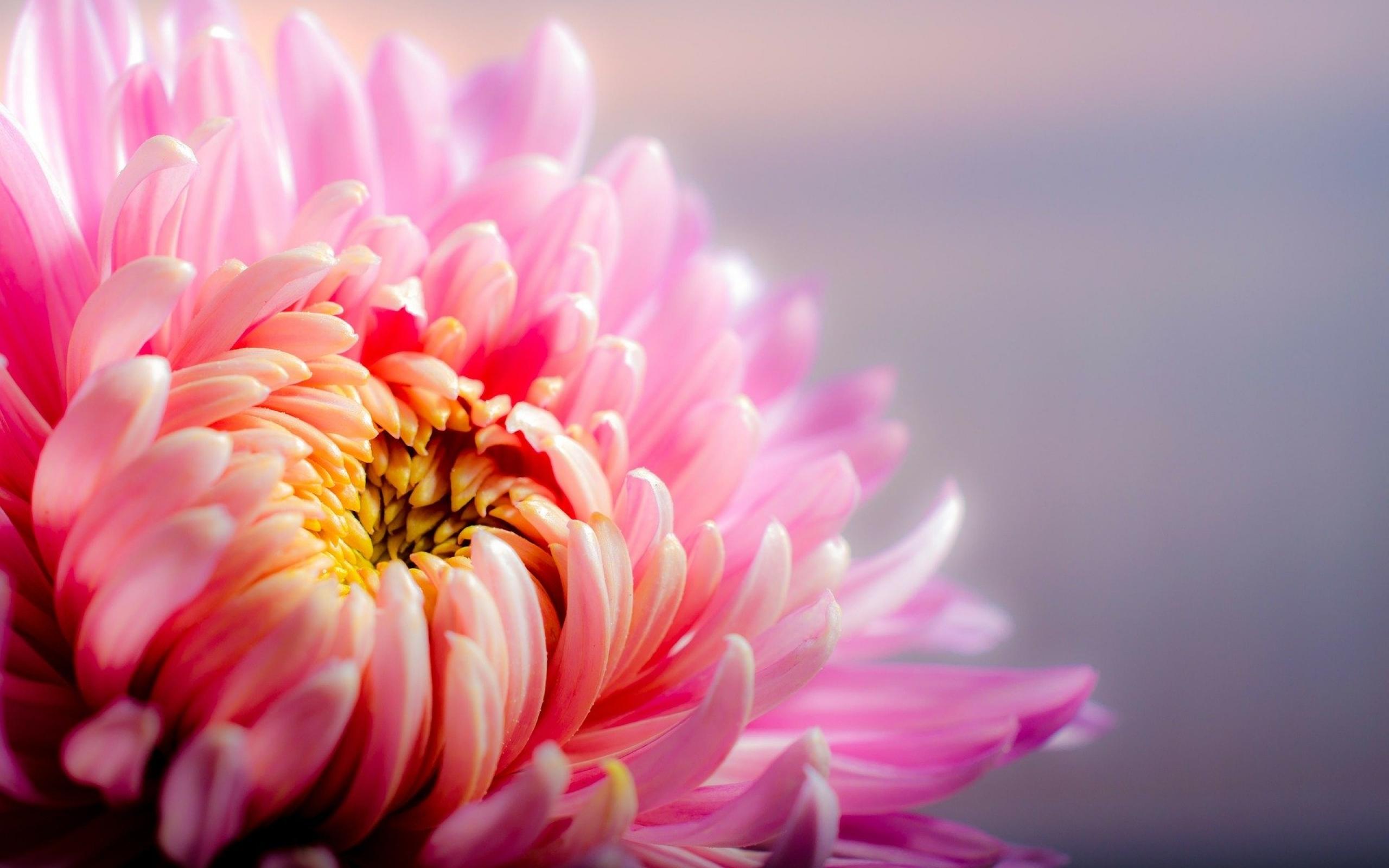 清明节菊花唯美暖心花语