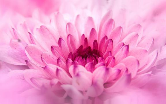 清明节菊花唯美暖心花语