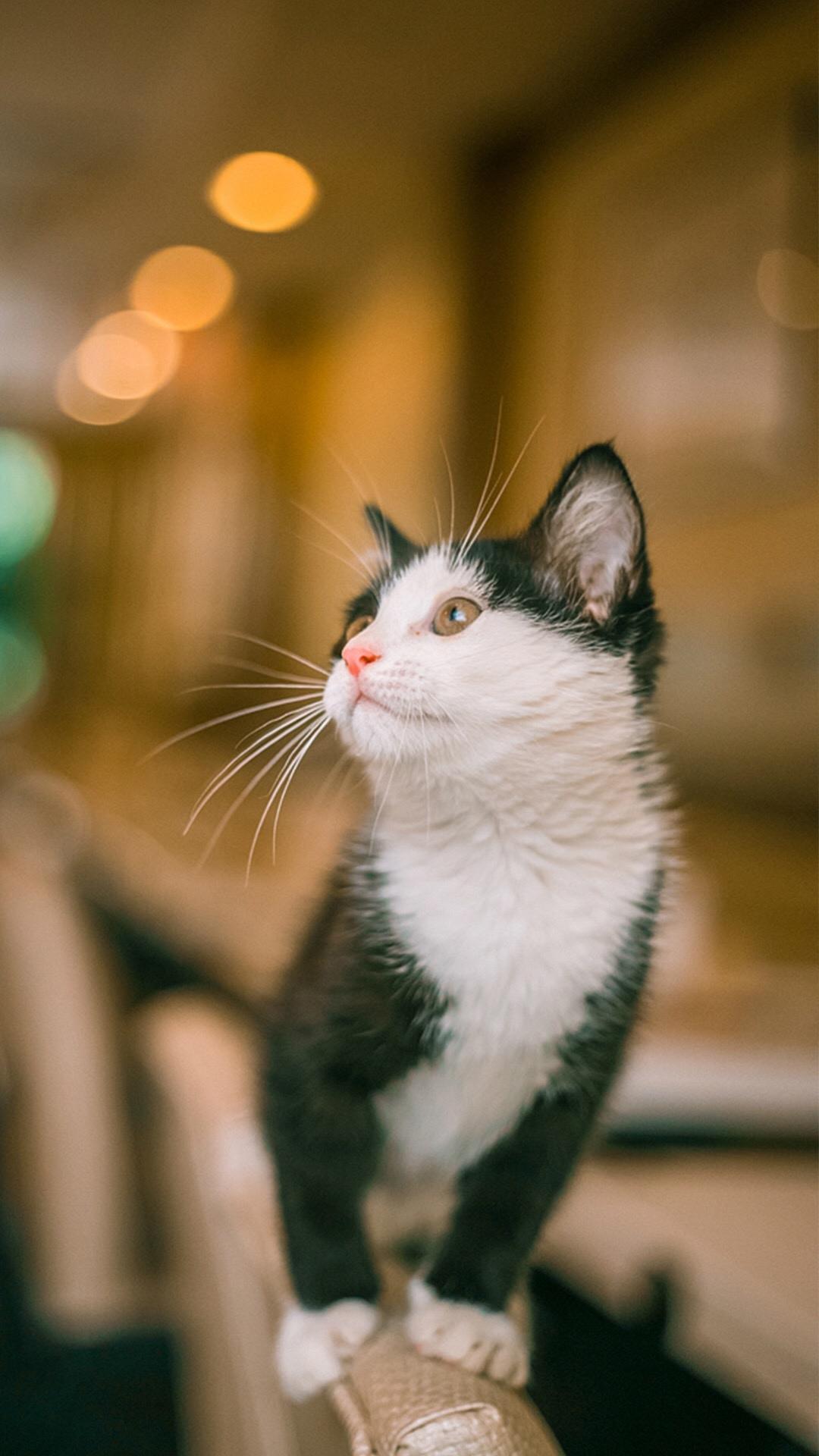 眺望远处的小猫咪