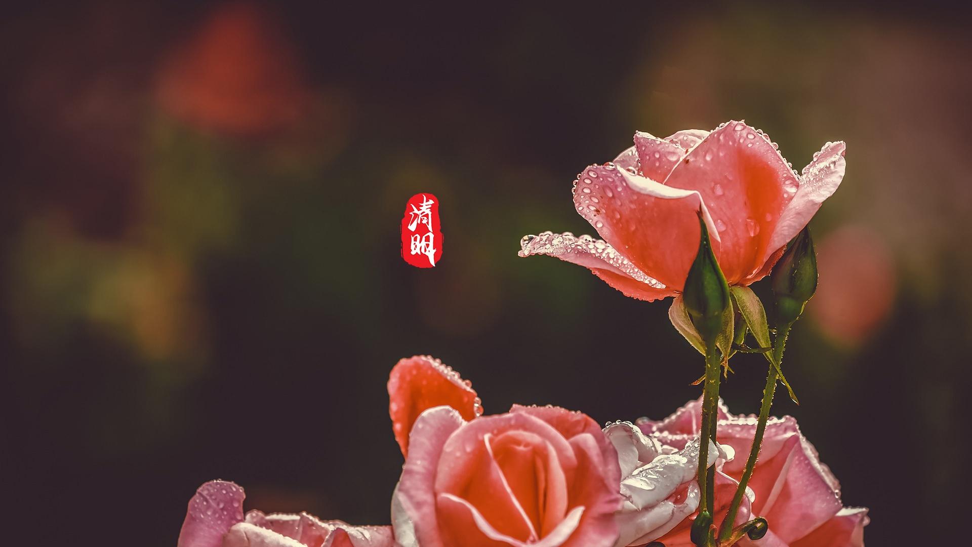 清新24时节清明节到来了