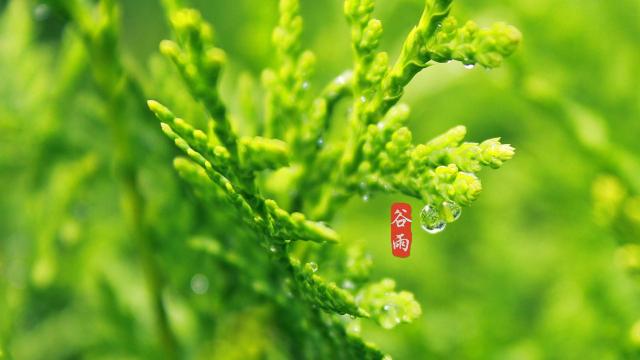 充满小清新的24时节谷雨