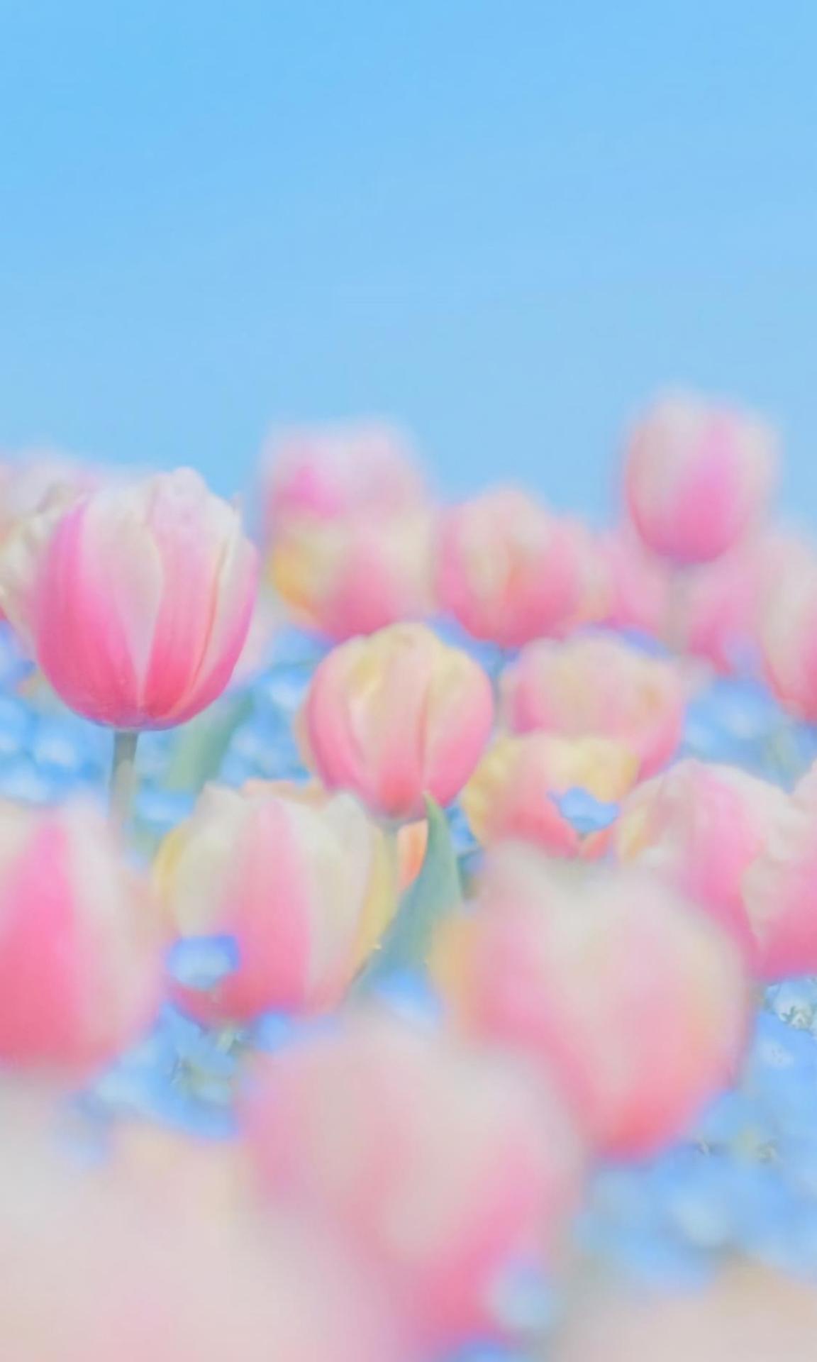 郁金香唯美花语