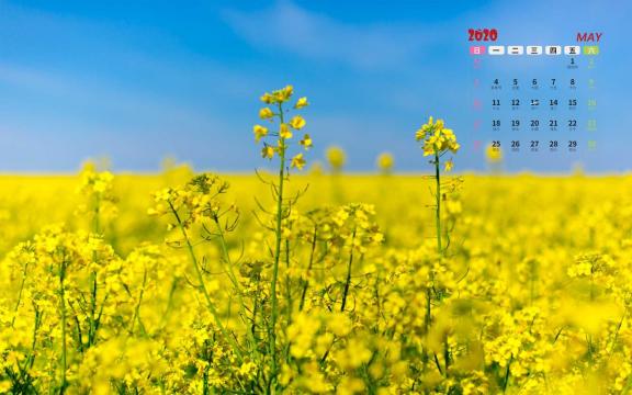 2020年5月绚丽多彩唯美油菜花花海日历写真