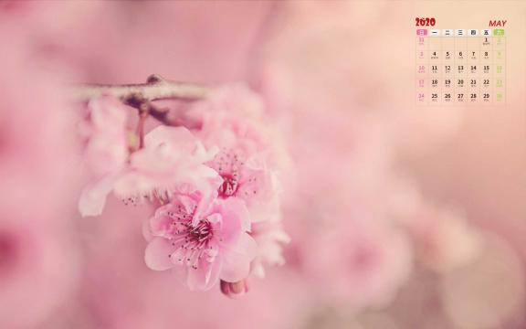 2020年5月浪漫唯美樱花盛开日历写真