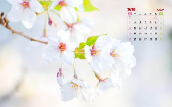2020年5月浪漫唯美樱花盛开日历写真
