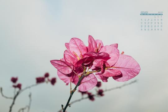 2021年1月微距下鲜艳无比的花朵唯美写真日历