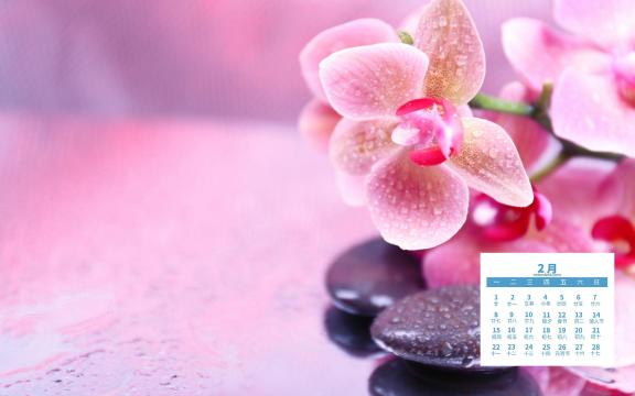 2021年2月中国十大名花之四兰花鲜艳写真日历