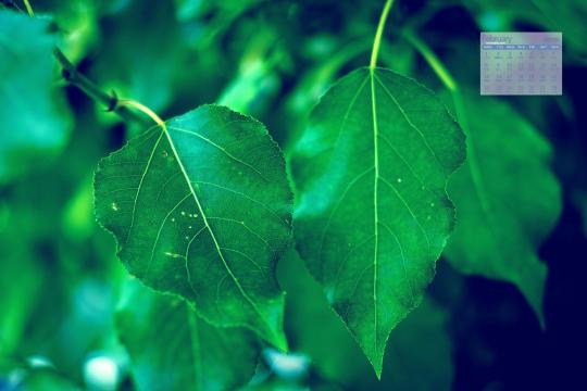 2021年2月大自然绿色植物图片日历