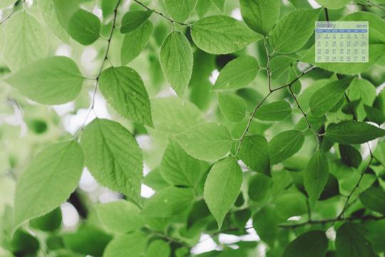 2021年2月大自然绿色植物图片日历