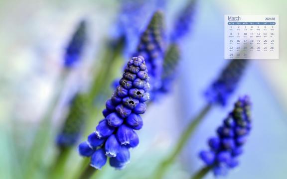 2021年3月早春绽放的风信子唯美写真日历