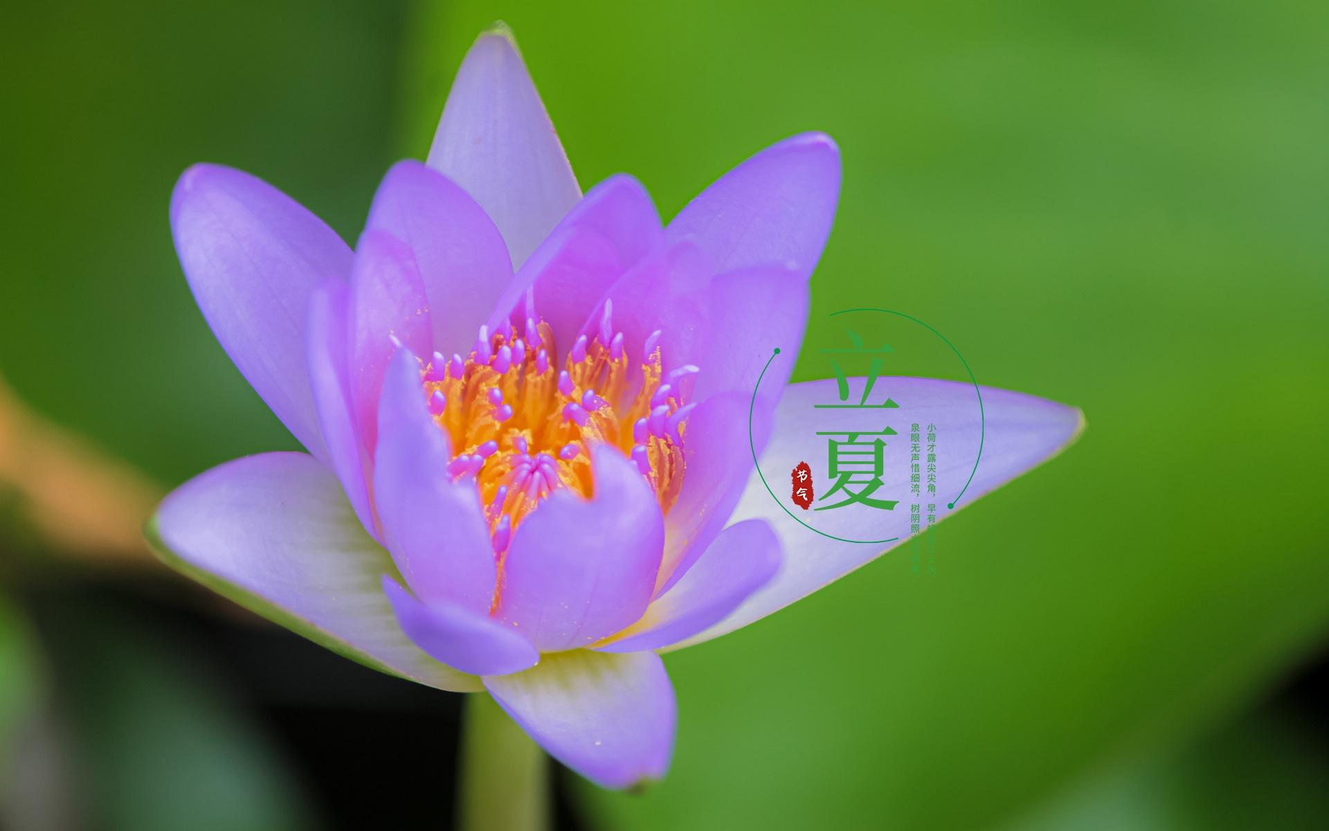 24时节立夏唯美诗意