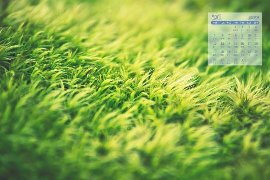 2021年4月春天生机勃勃的自然风光写真日历