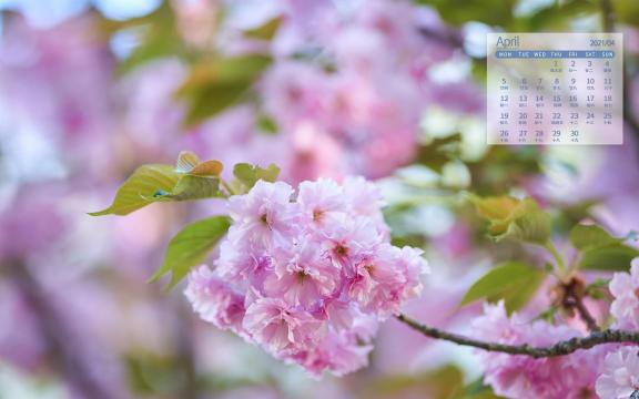 2021年4月小清新晚樱粉黛登场唯美图片日历