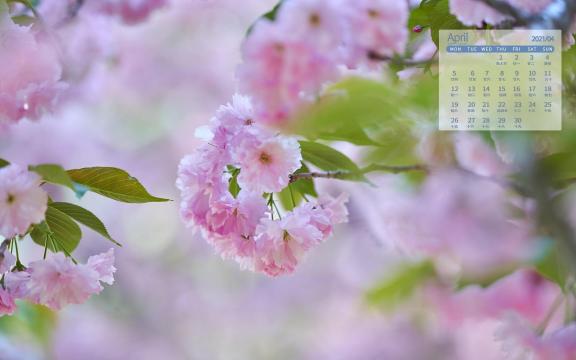 2021年4月小清新晚樱粉黛登场唯美图片日历
