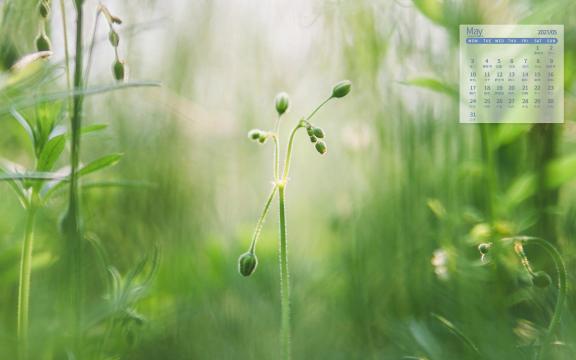 2021年5月护眼绿色植物小清新图片日历
