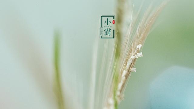 拥有麦香味的24时节小满