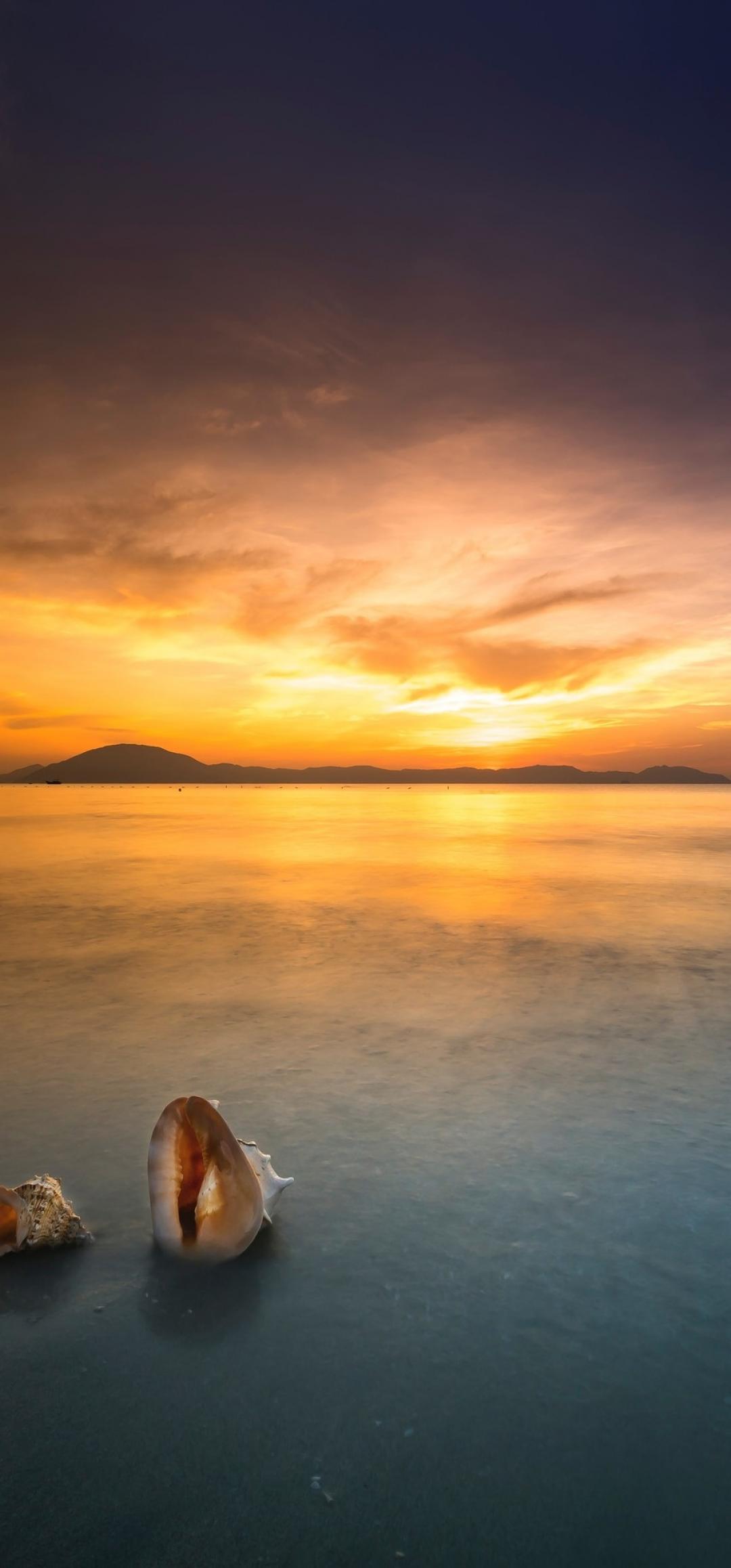 夕阳下海岸边的海螺
