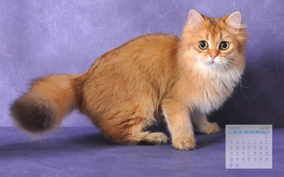2021年8月超级呆萌可爱的小猫咪日历写真