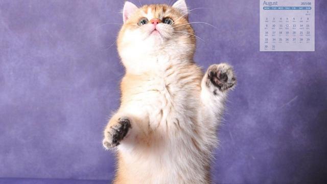 2021年8月超级呆萌可爱的小猫咪日历写真
