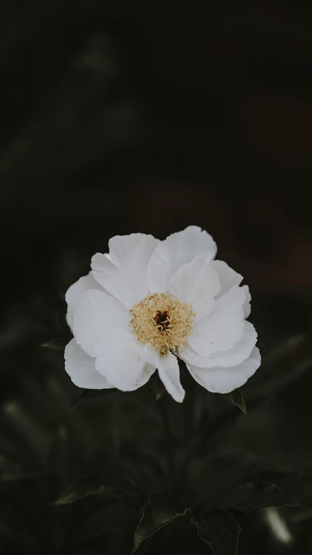 清新迷人的花朵摄影