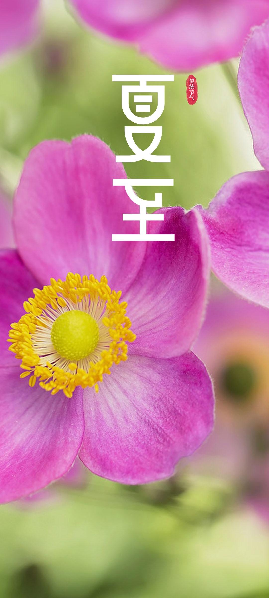传统节气之夏至
